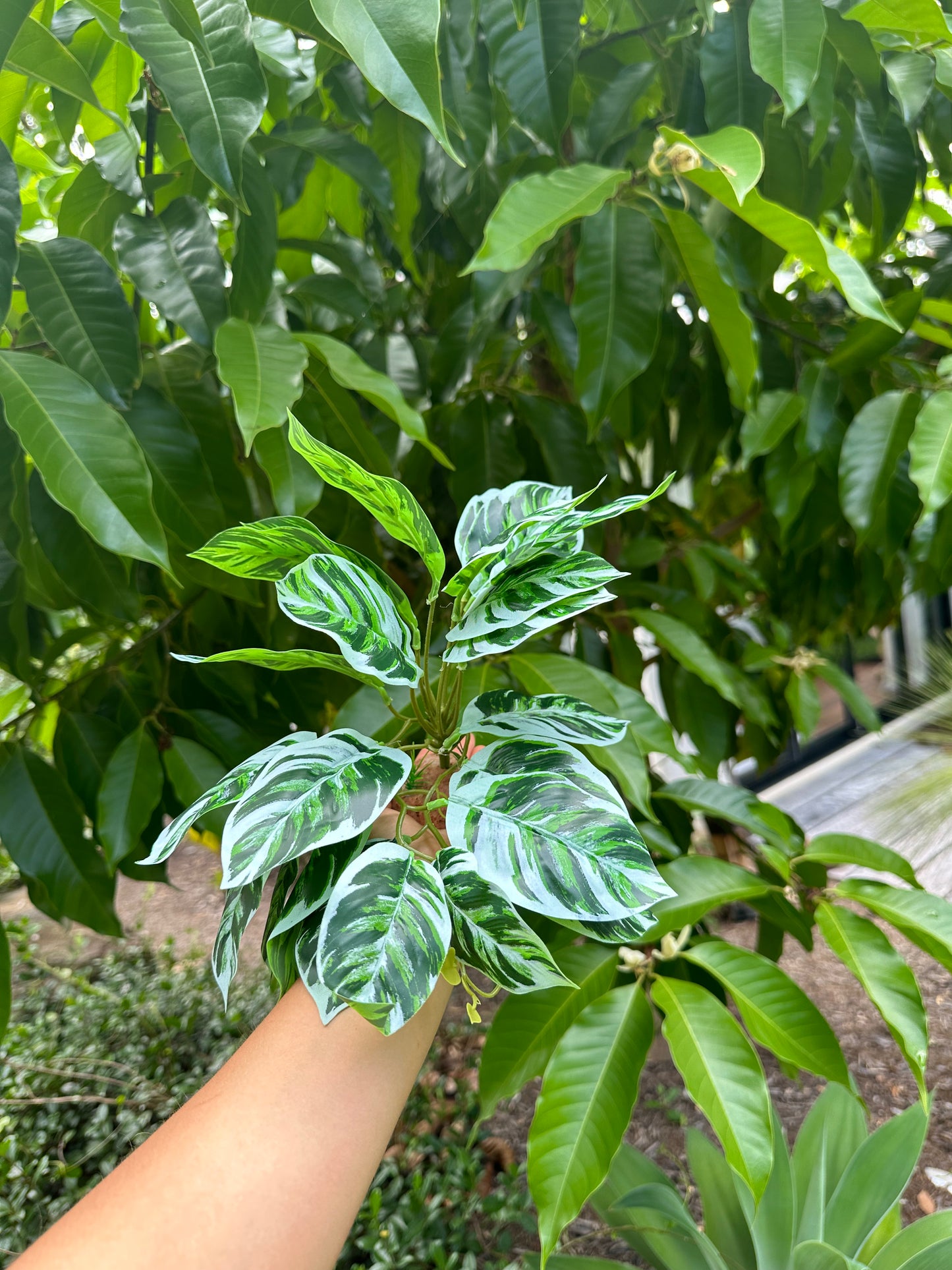 Arrowhead Calathea