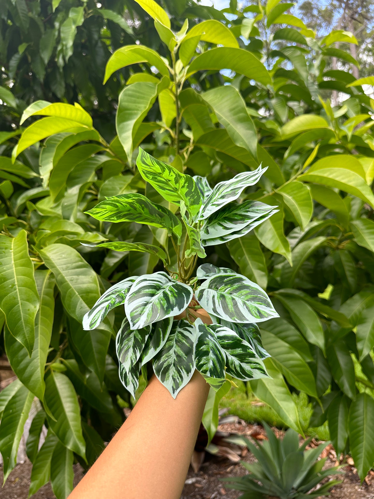Arrowhead Calathea