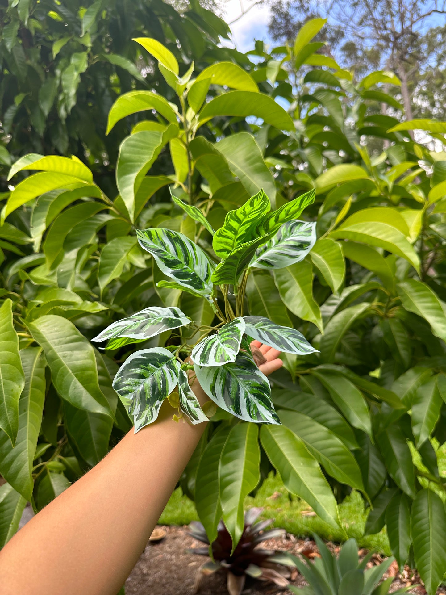 Arrowhead Calathea