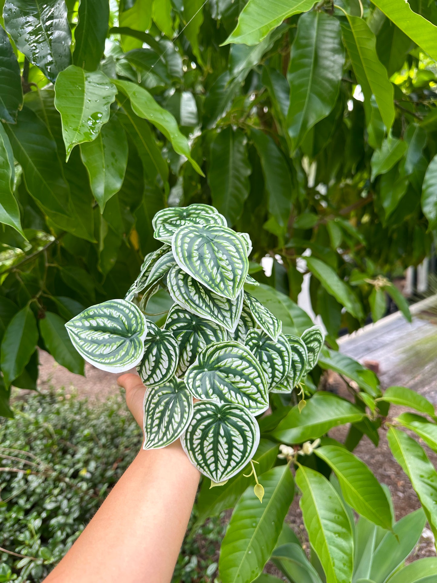 Peperomia