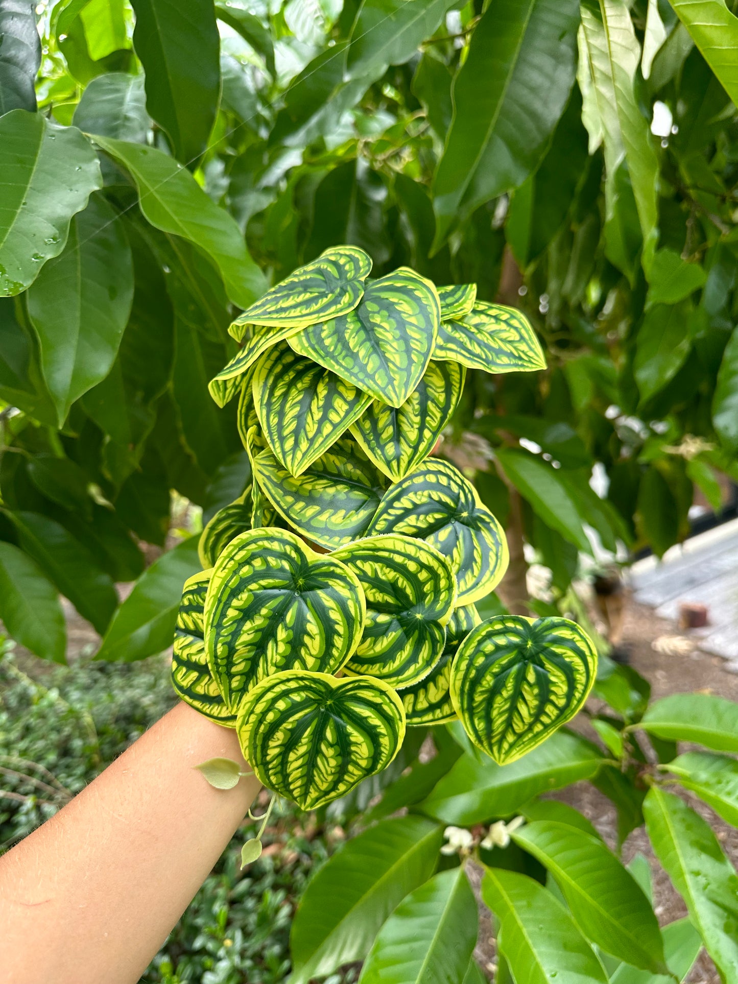 Peperomia