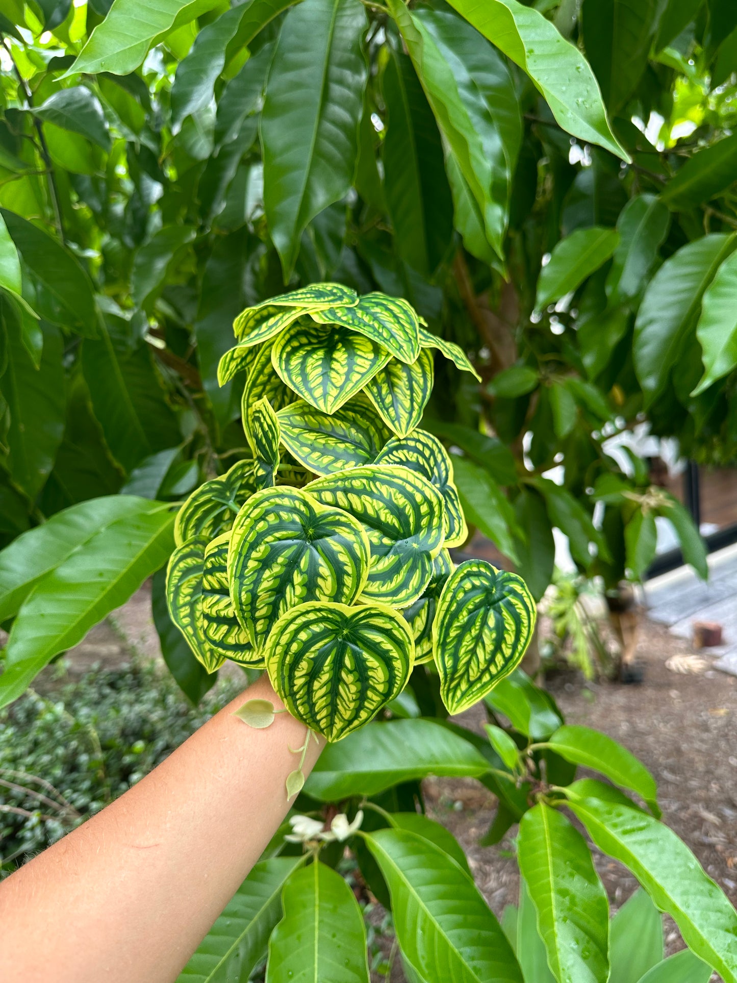 Peperomia