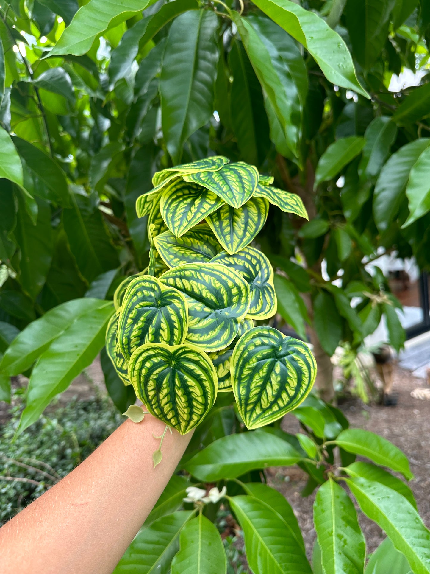 Peperomia