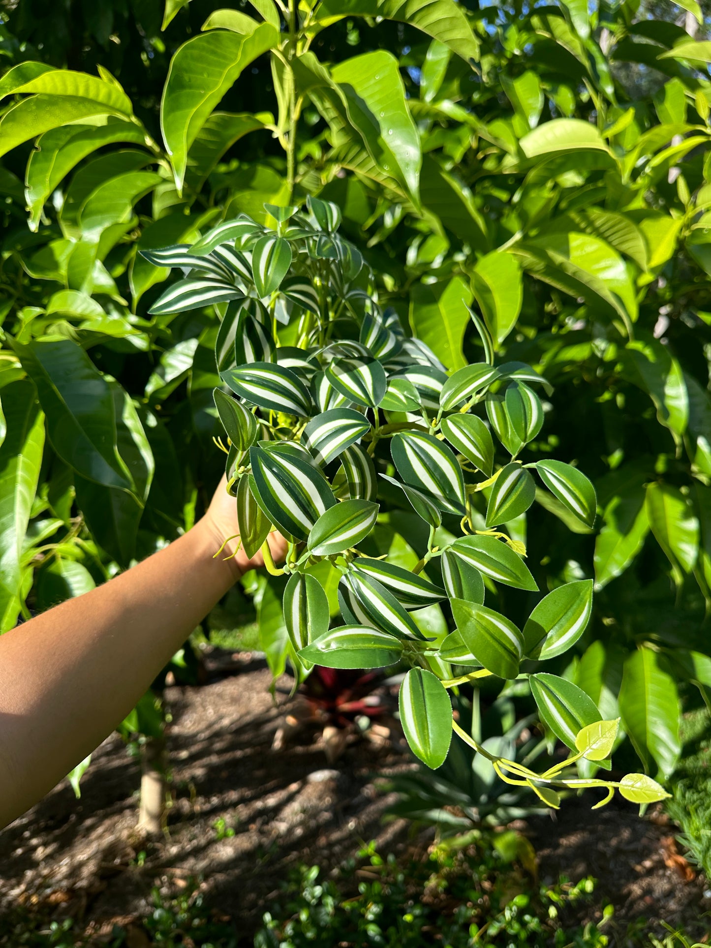 Zebrina