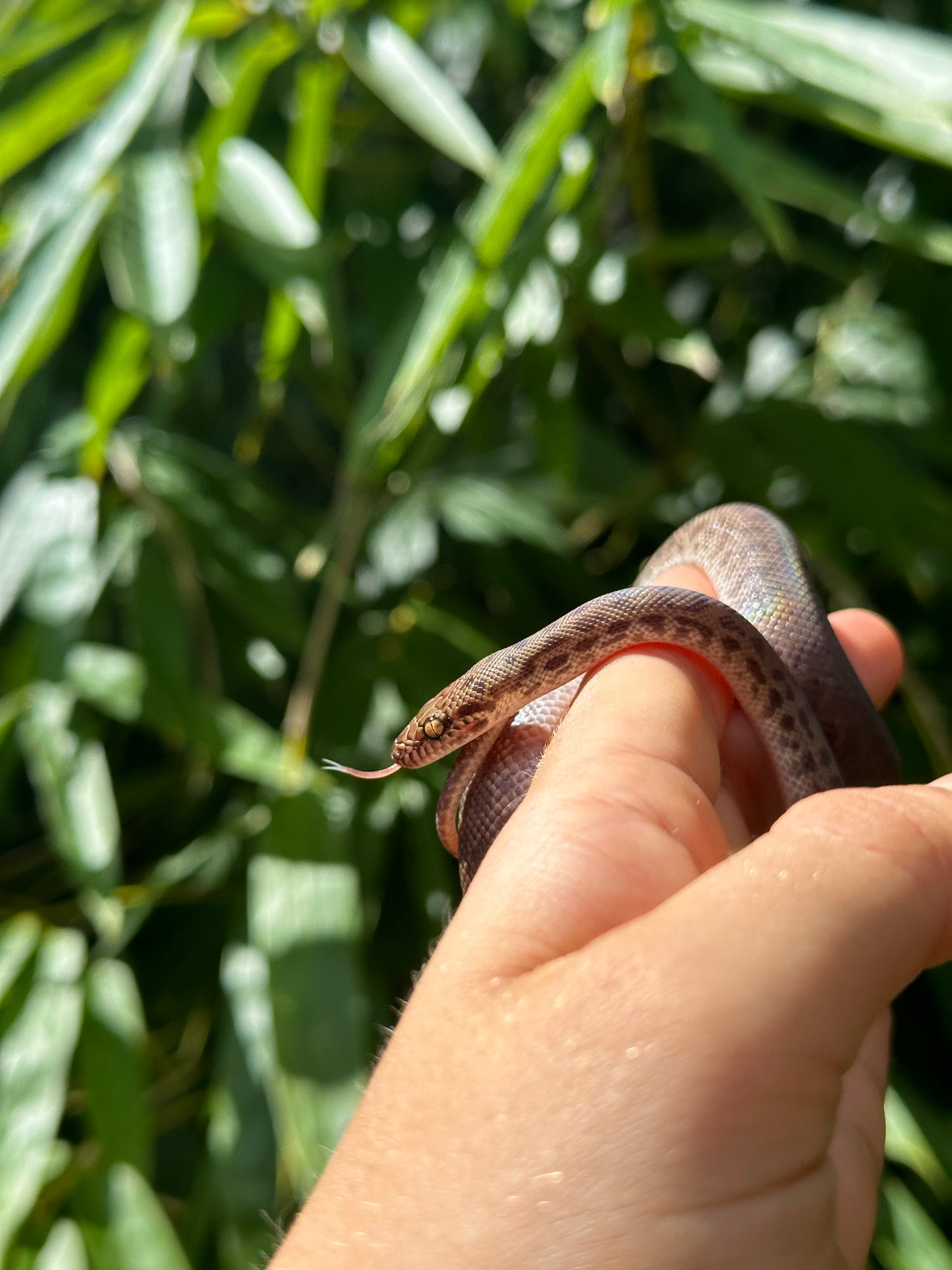 100% Het Marble Children's Python (MxCP24C-100HM-09)