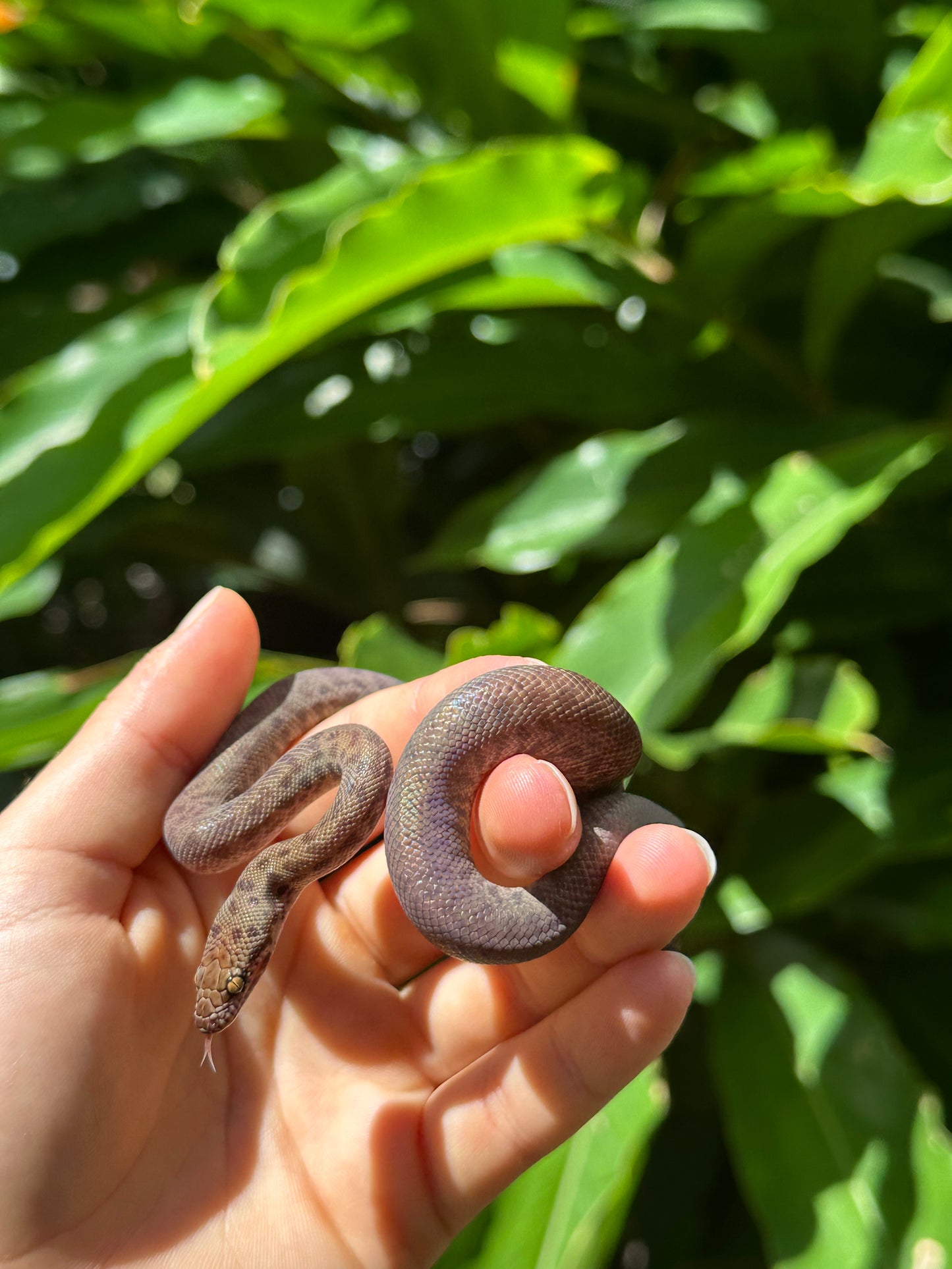 100% Het Marble Children's Python (MxCP24C-100HM-09)