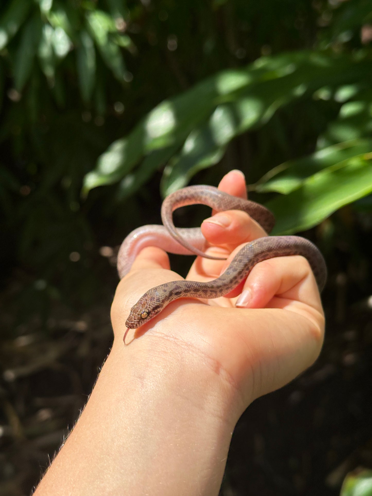 100% Het Marble Children's Python (MxCP24C-100HM-09)