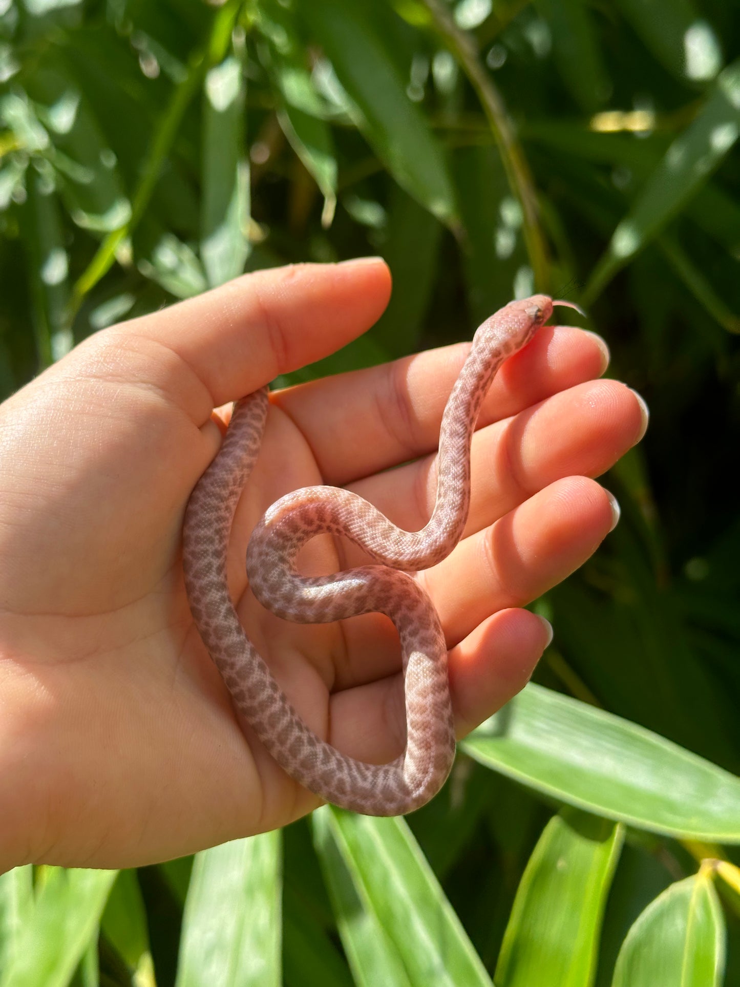 T+ (Evan's Line) Stimson's Python (CxC24S-T+(E)-04)