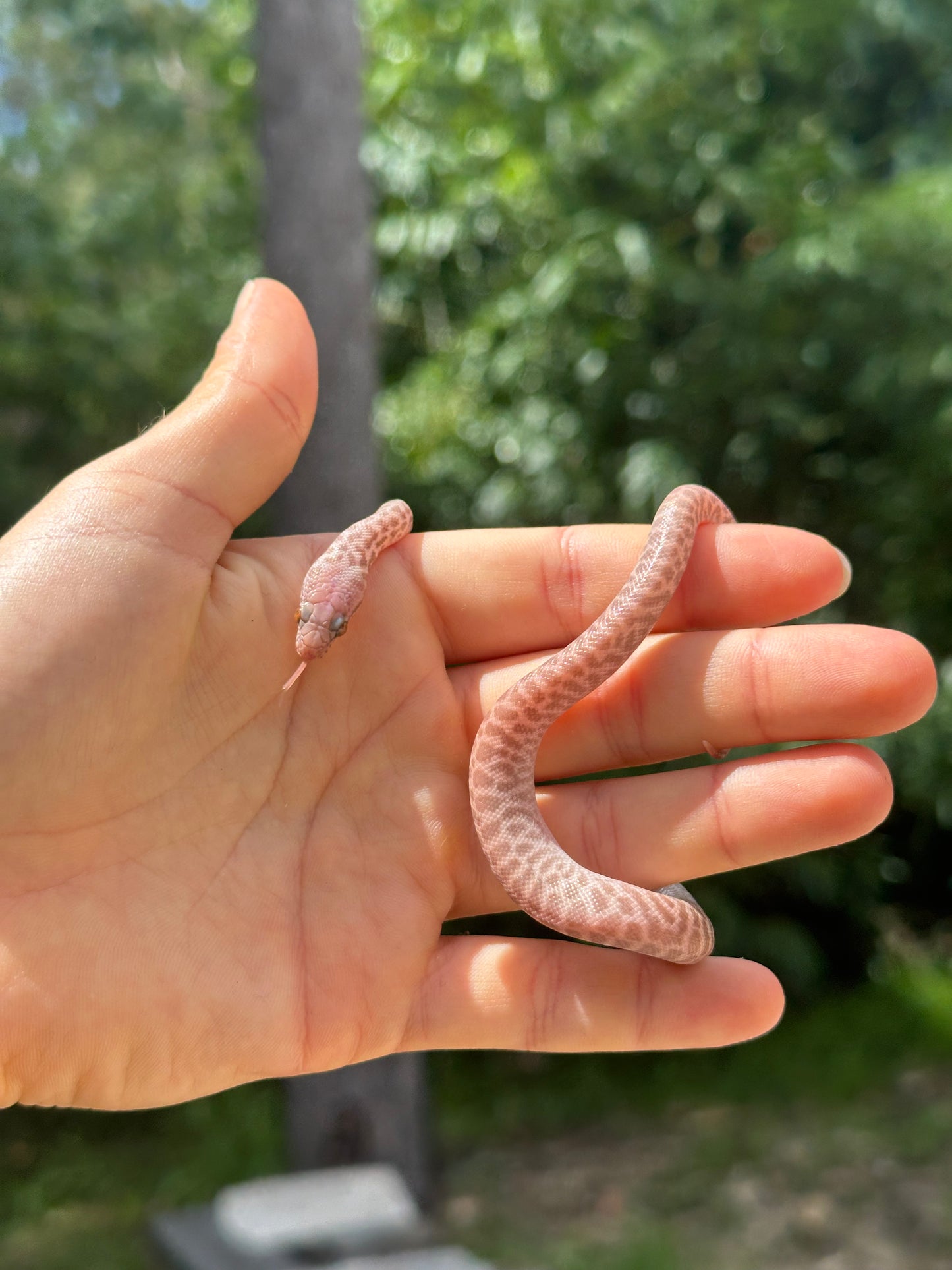 T+ (Evan's Line) Stimson's Python (CxC24S-T+(E)-04)