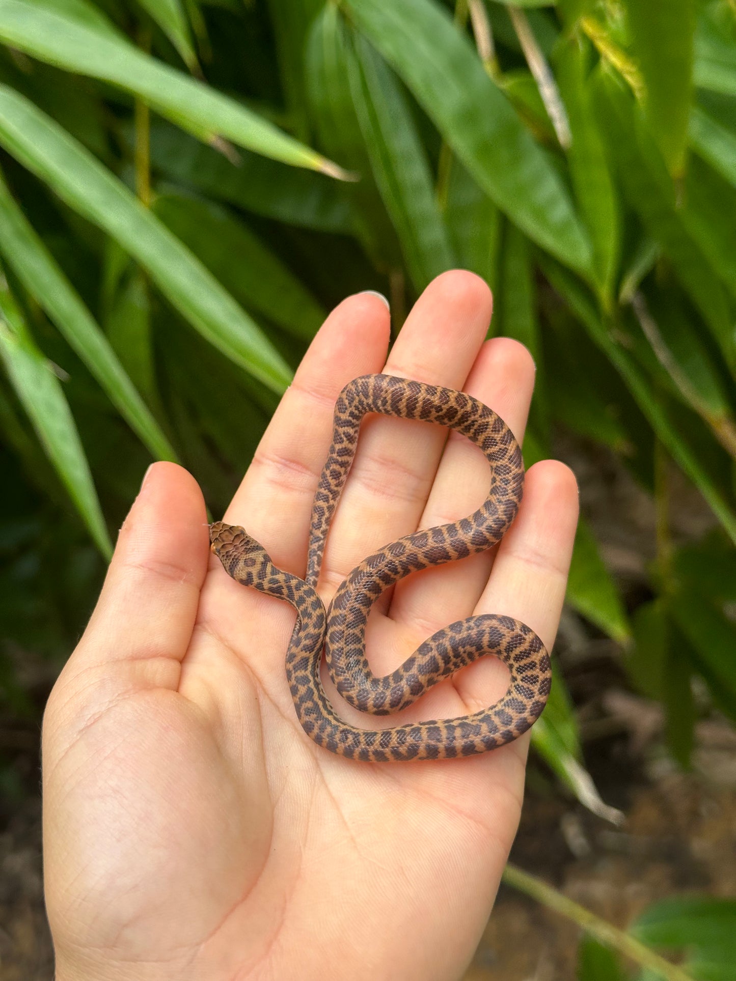100% Het T+ (Evan's Line) Stimson's Python (CxC24S-100HT+(E)-01)