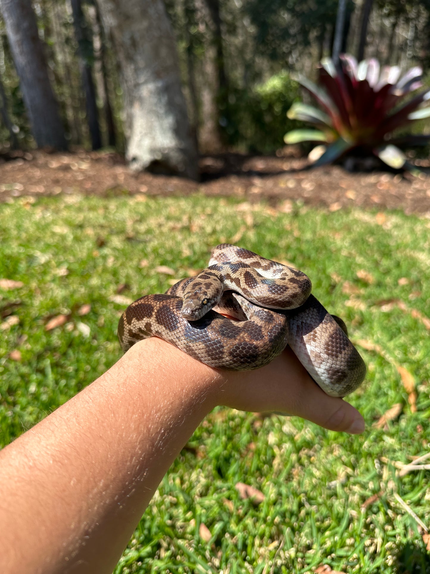 100% Het Albino Spotted Python Male - Proven Breeder