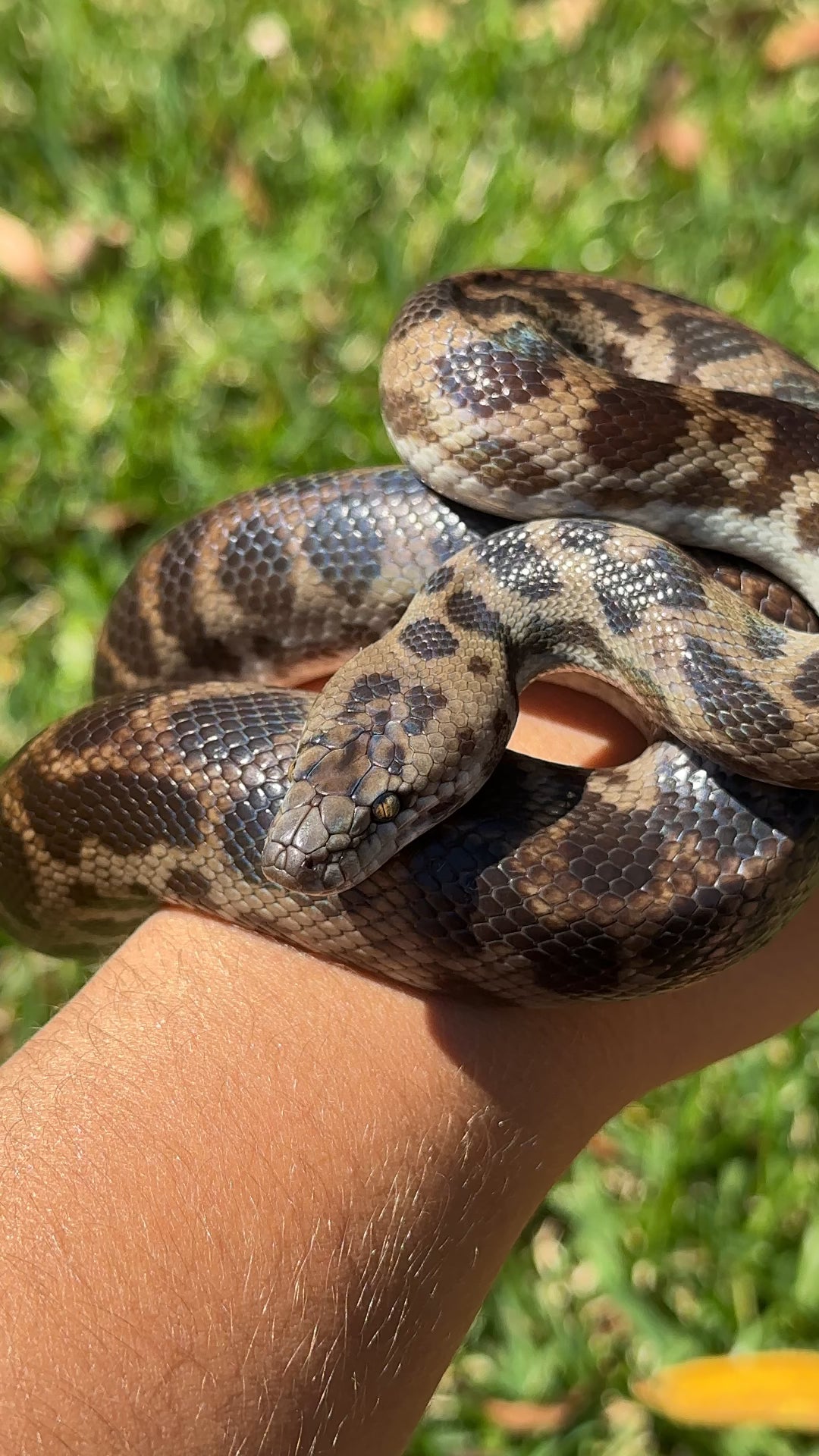 Albino Spotted Python (XxP24Sp-A-01)