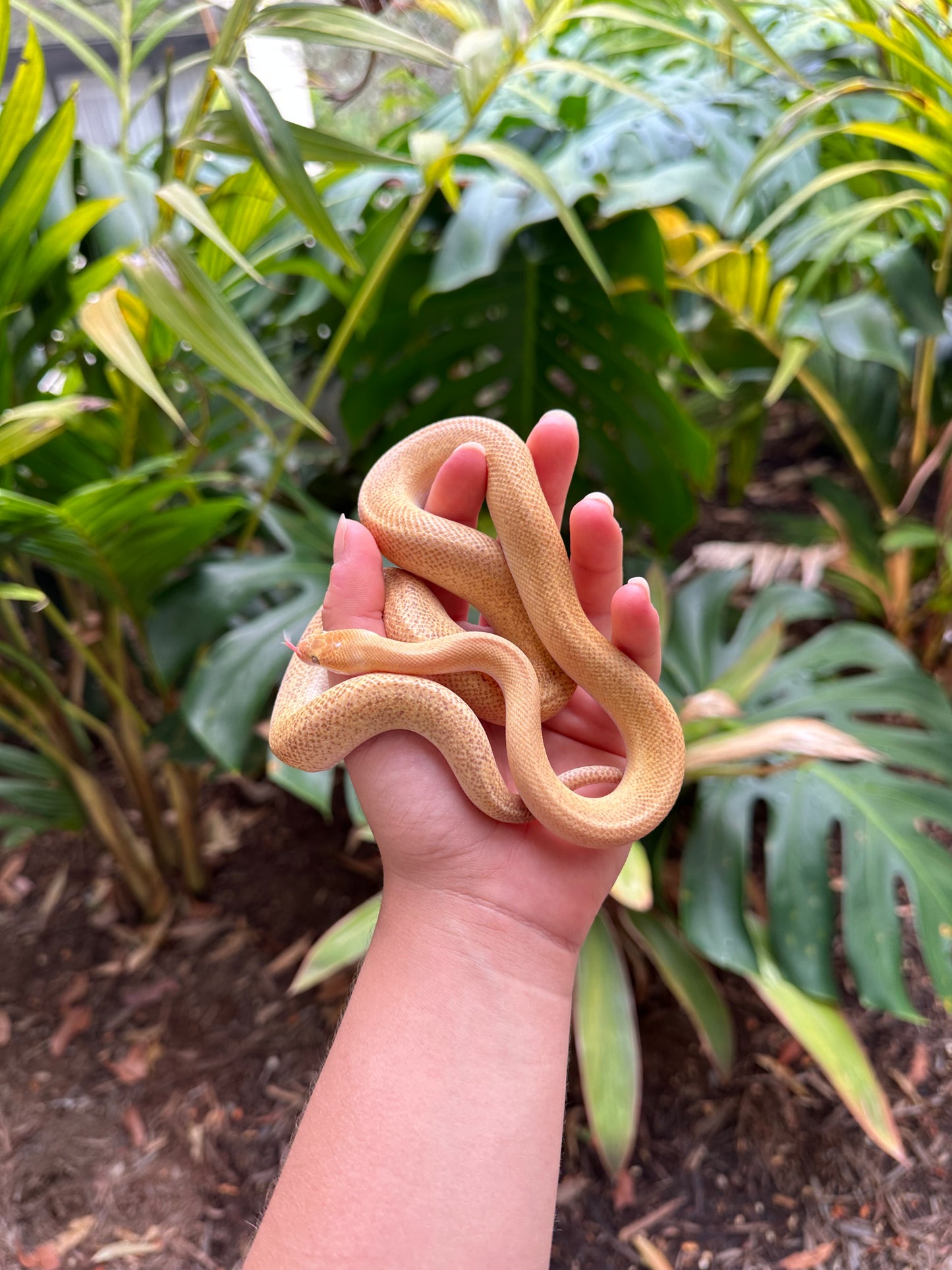 100% Het Marble Children's Python (MxCP24C-100HM-04)