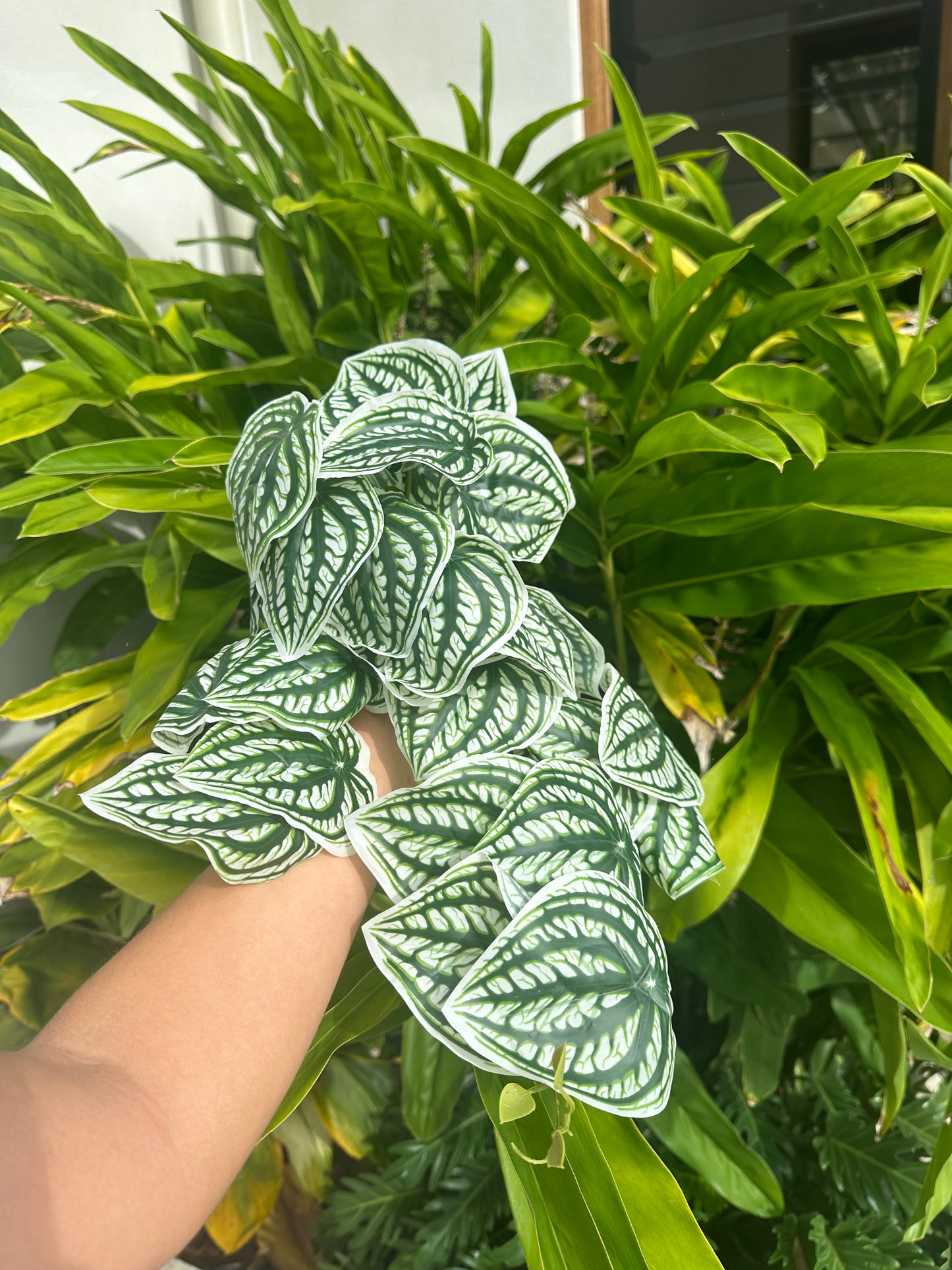 Peperomia