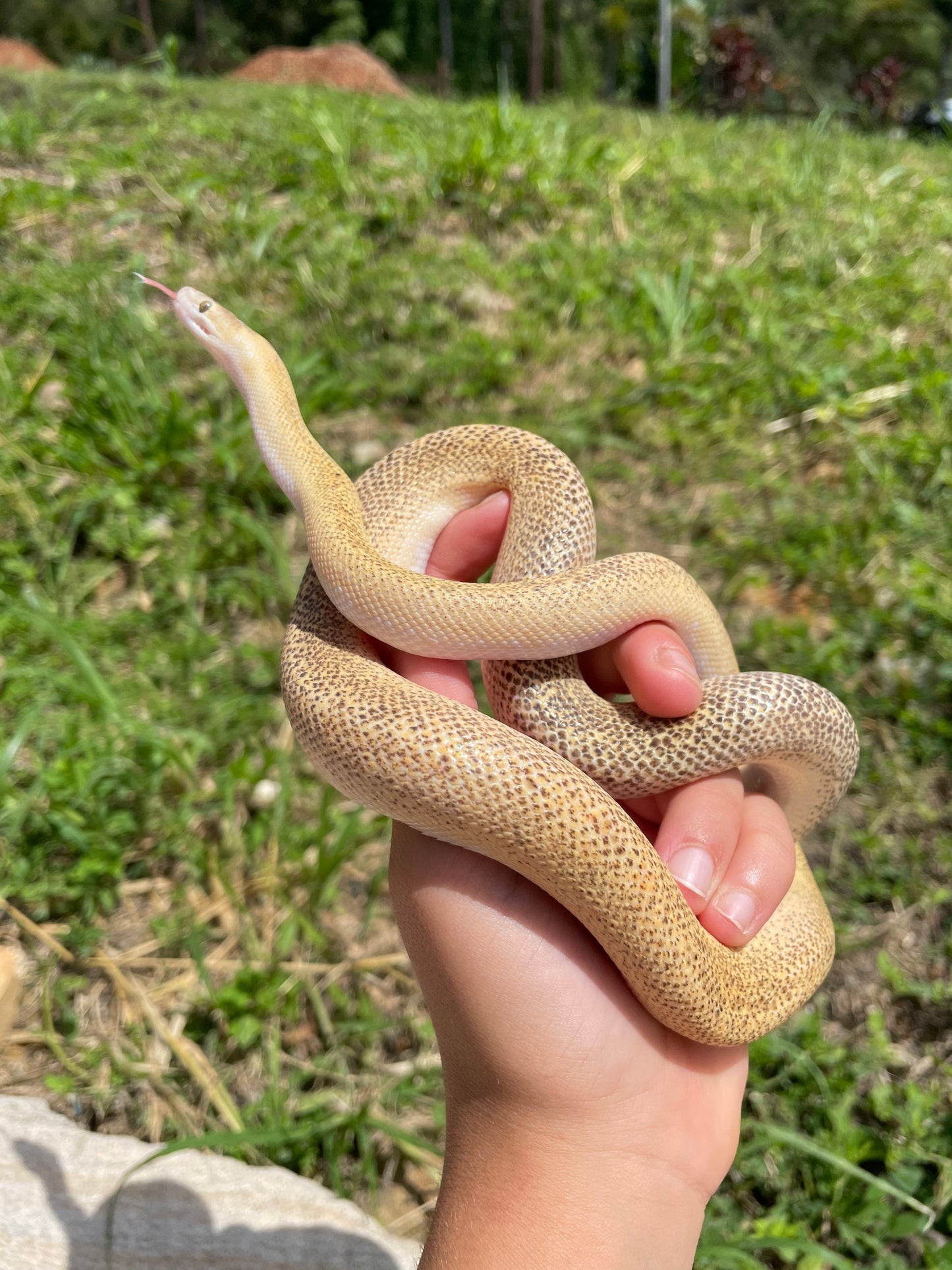 100% Het Marble Children's Python (MxCP24C-100HM-09)
