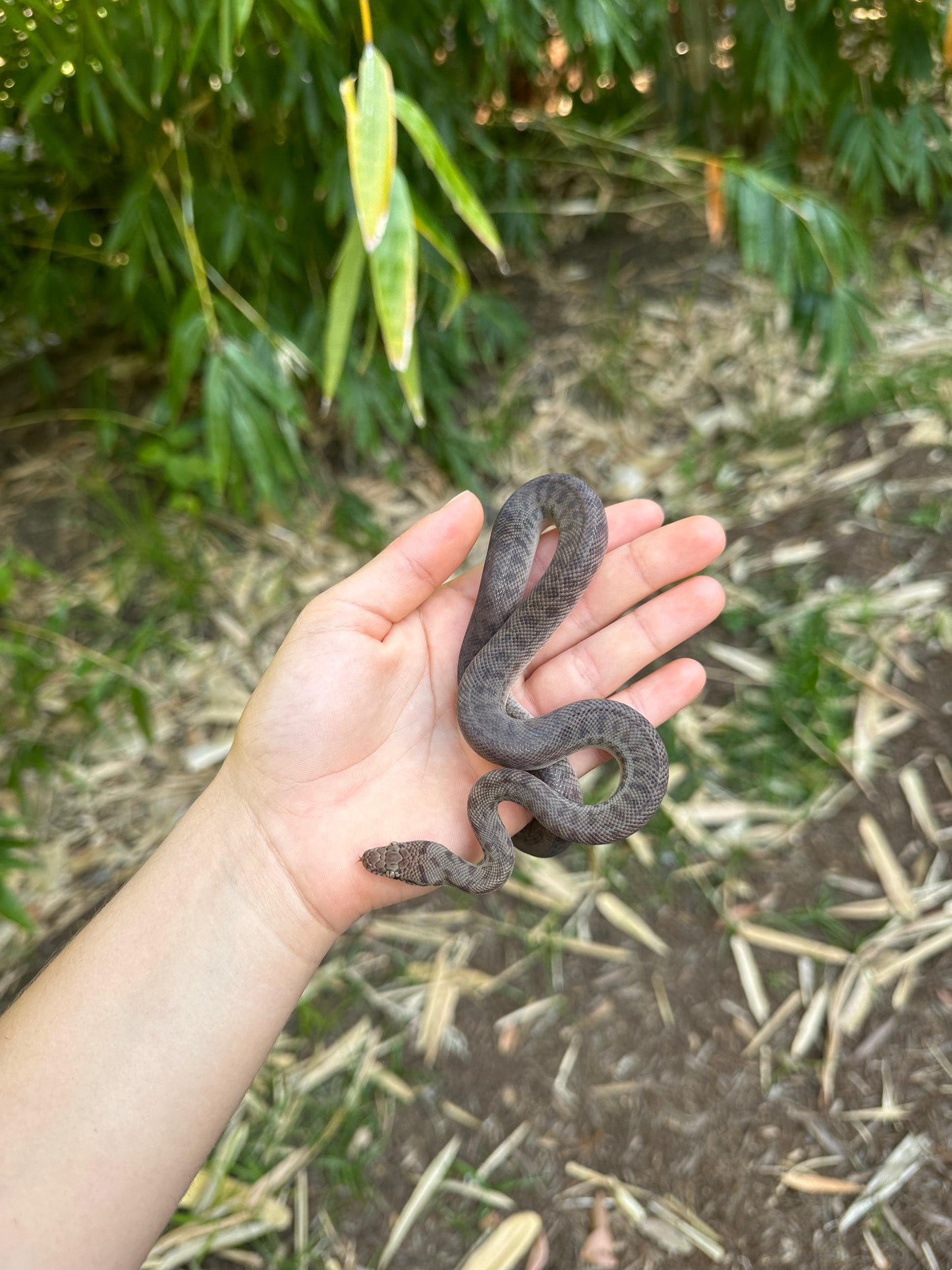 100% Het Marble Children's Python (MxCP24C-100HM-01)