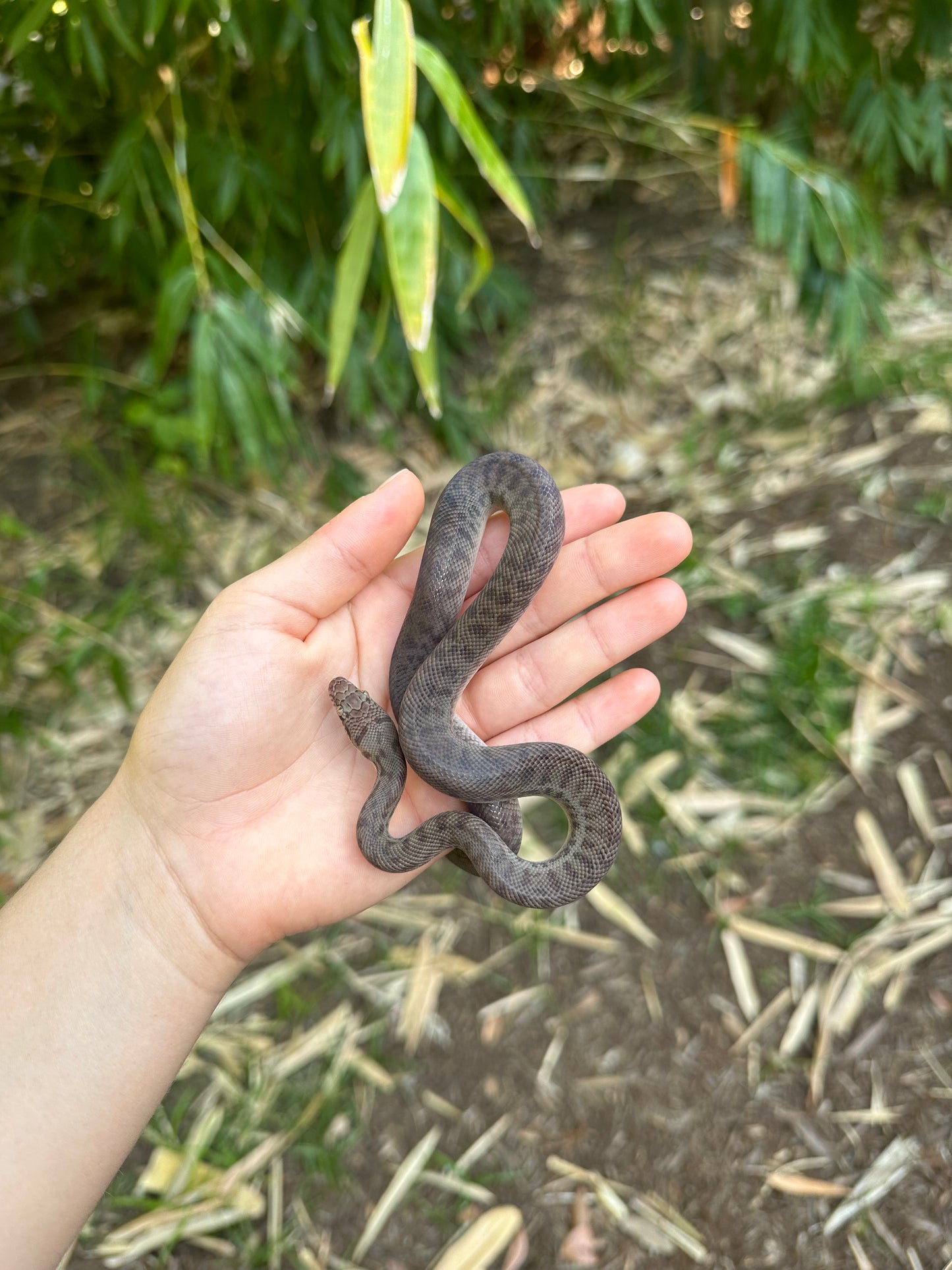 100% Het Marble Children's Python (MxCP24C-100HM-01)