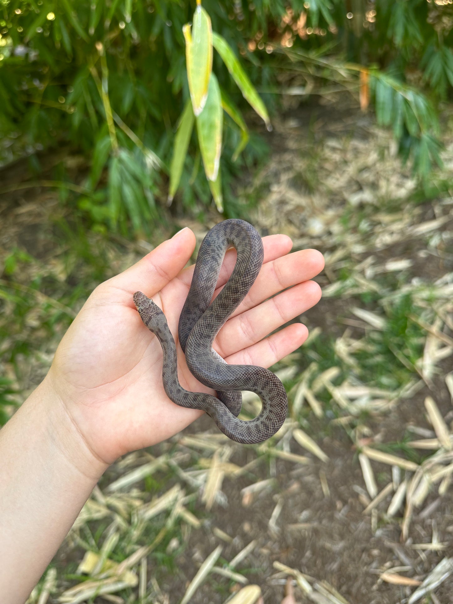 100% Het Marble Children's Python (MxCP24C-100HM-01)