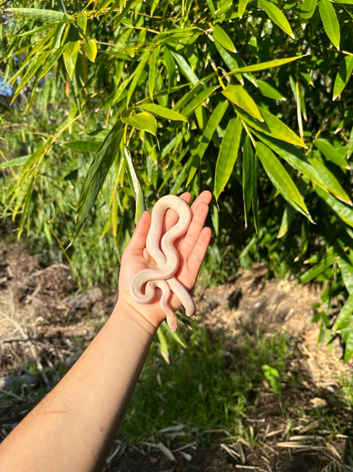 Albino Spotted Python (XxP24Sp-A-01)