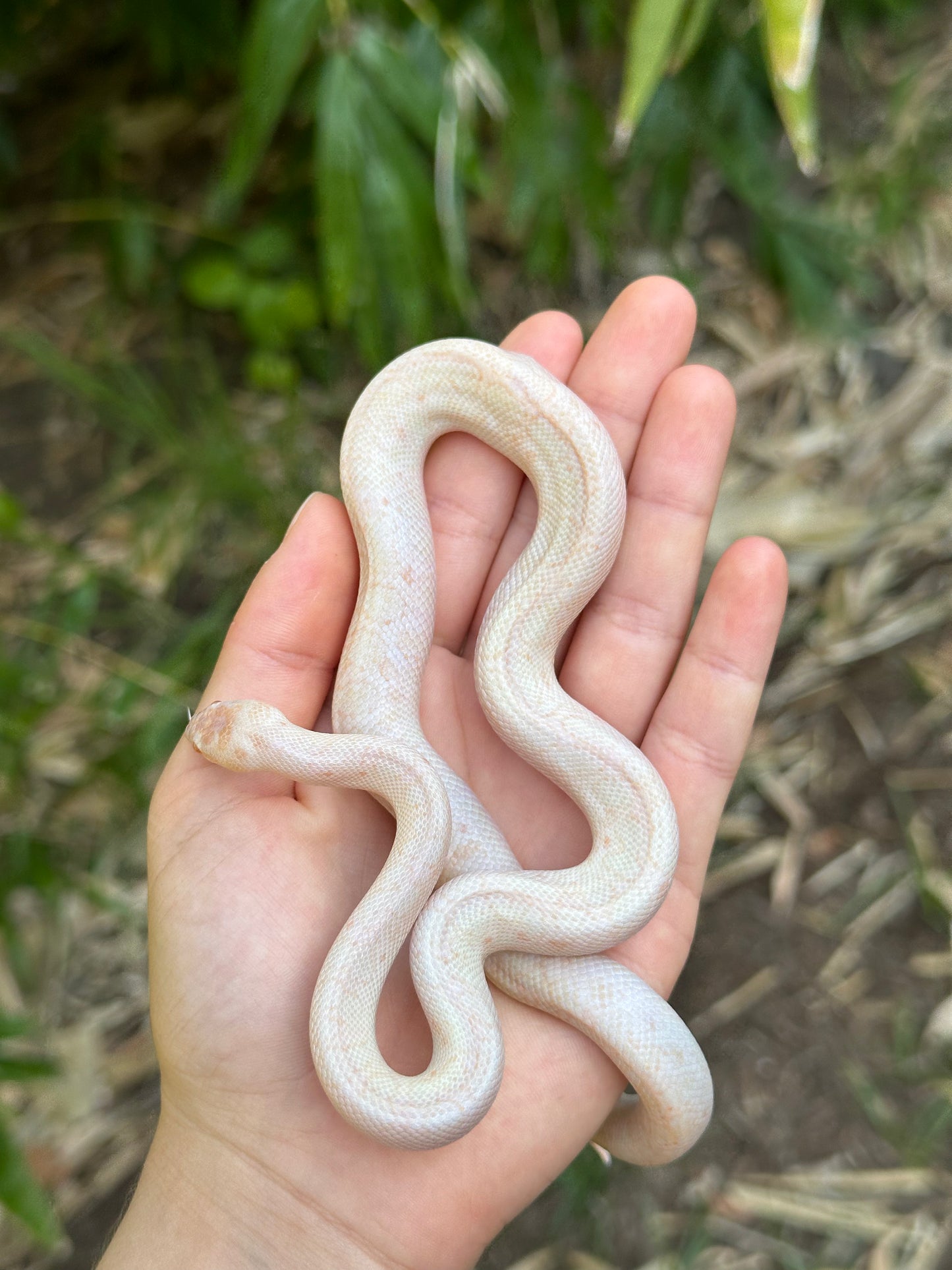 Albino Spotted Python (XxP24Sp-A-01)