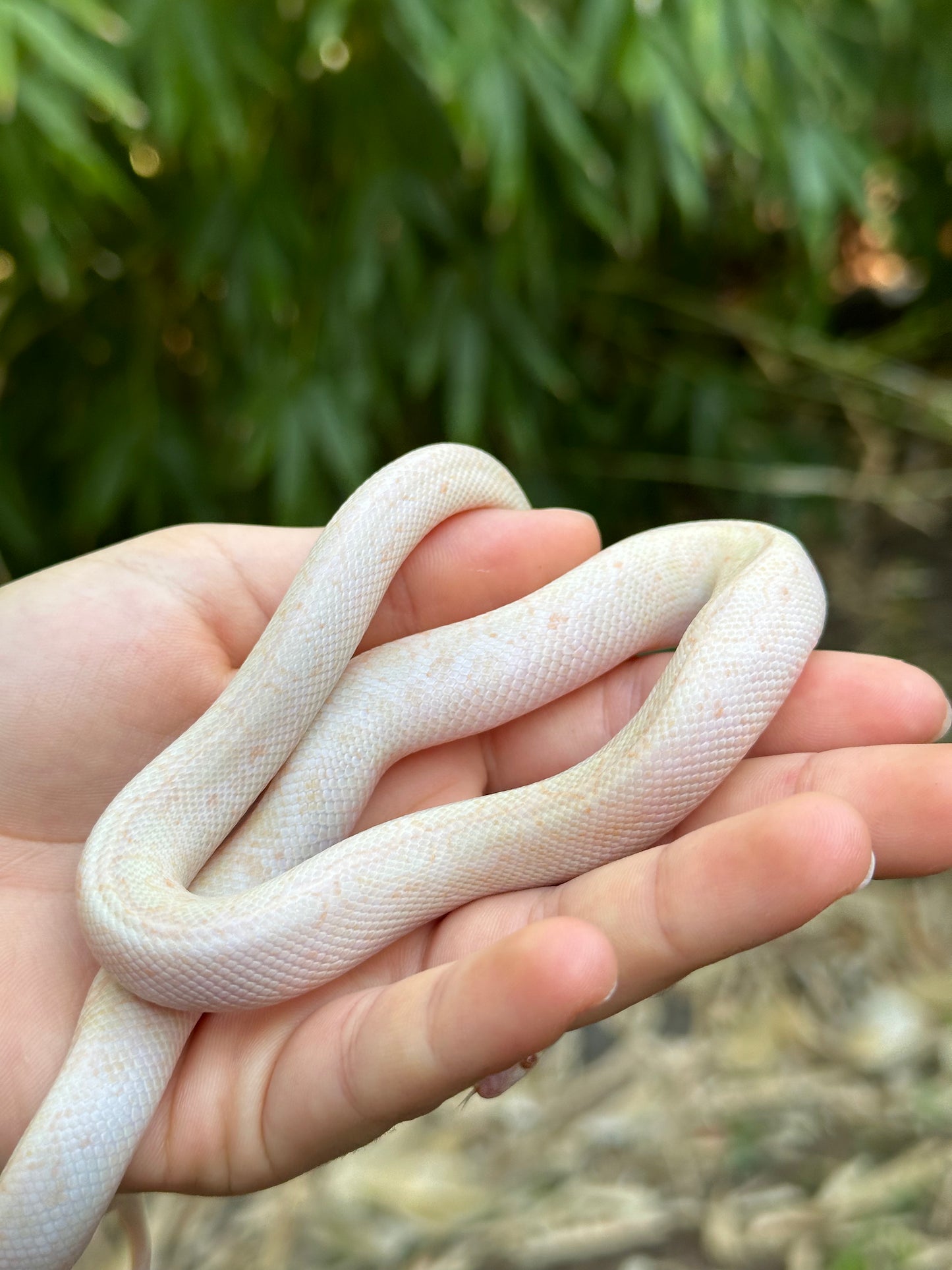Albino Spotted Python (XxP24Sp-A-01)