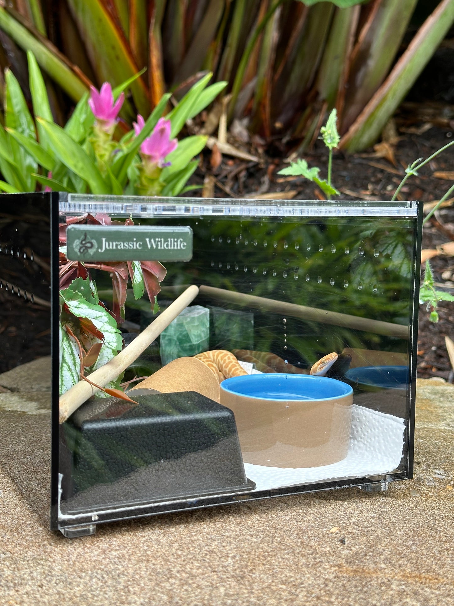 Hatchling Enclosure