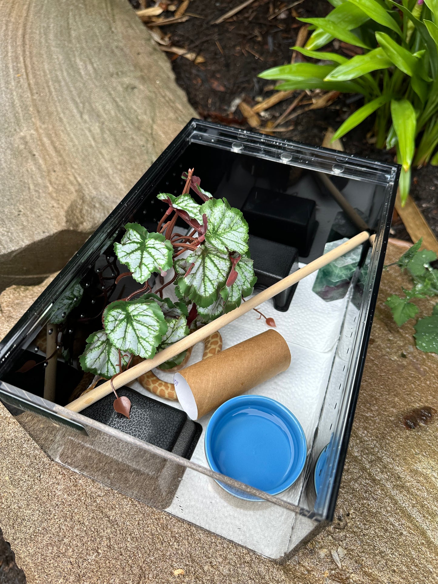 Hatchling Enclosure