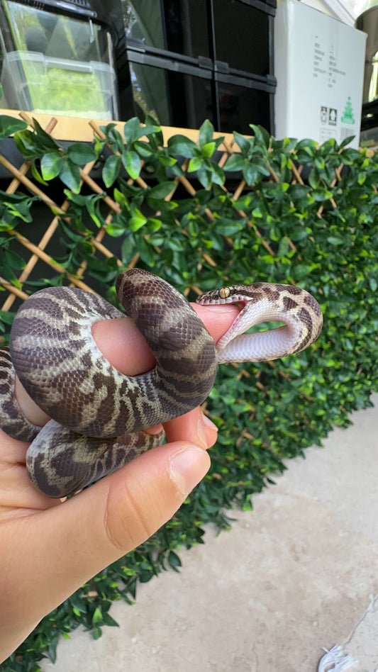7 RIDICULOUS Snake Myths