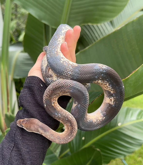 Jurassic Wildlife – Jurassic Wildlife