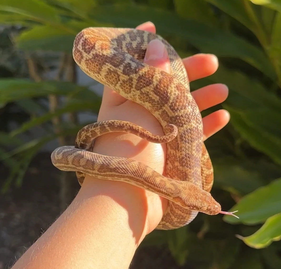 Jurassic Wildlife – Jurassic Wildlife