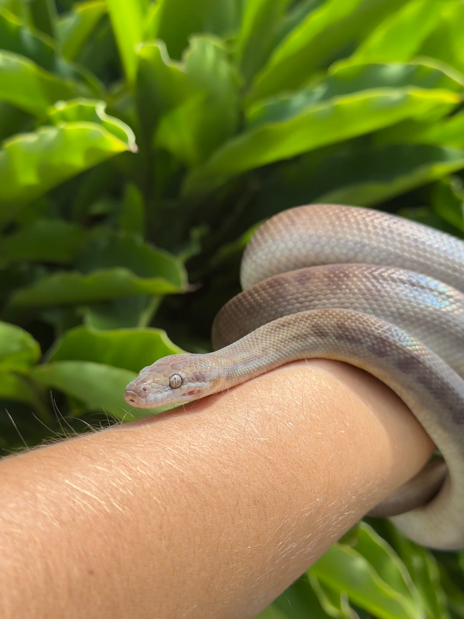 Wild Children's Python Wildtype Female Children's Python - Proven Breeder – Jurassic Wildlife
