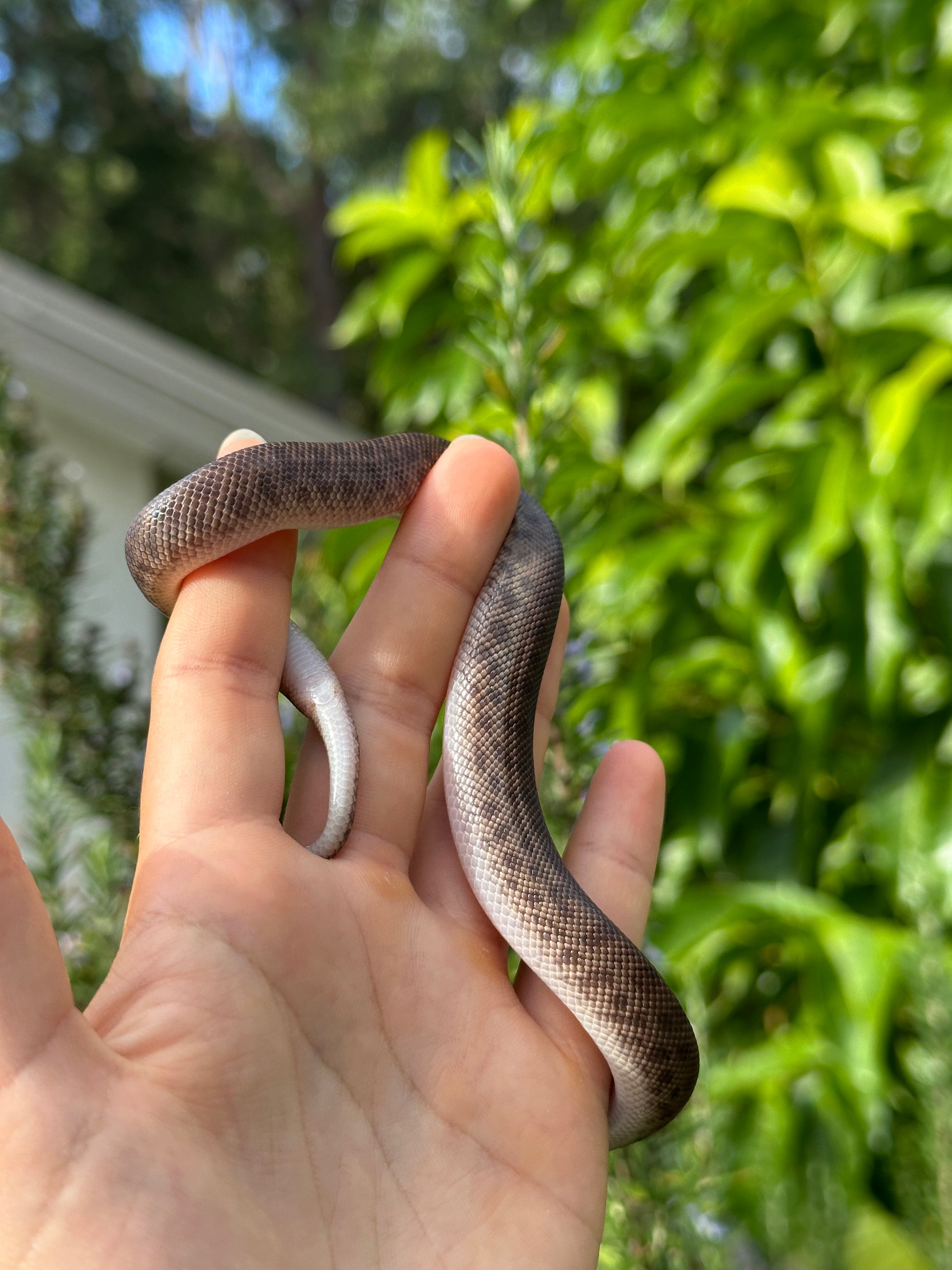 marble childrens python #python - youtube Images High... 100% Het Marble Children's Python (MxCP24C-100HM-12) – Jurassic Wildlife