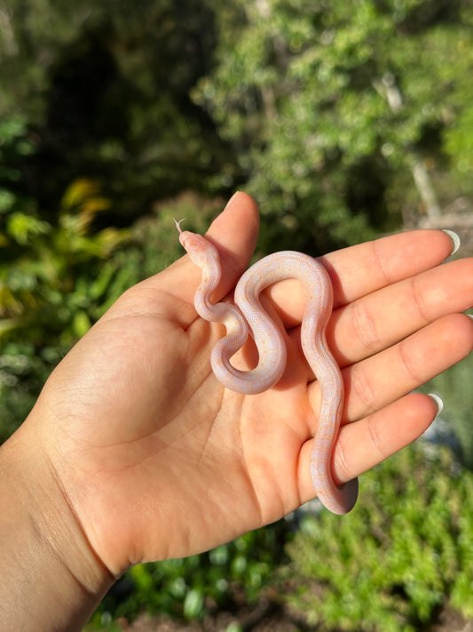 Spotted Python's Cute Spotted Pythons β Jurassic Wildlife