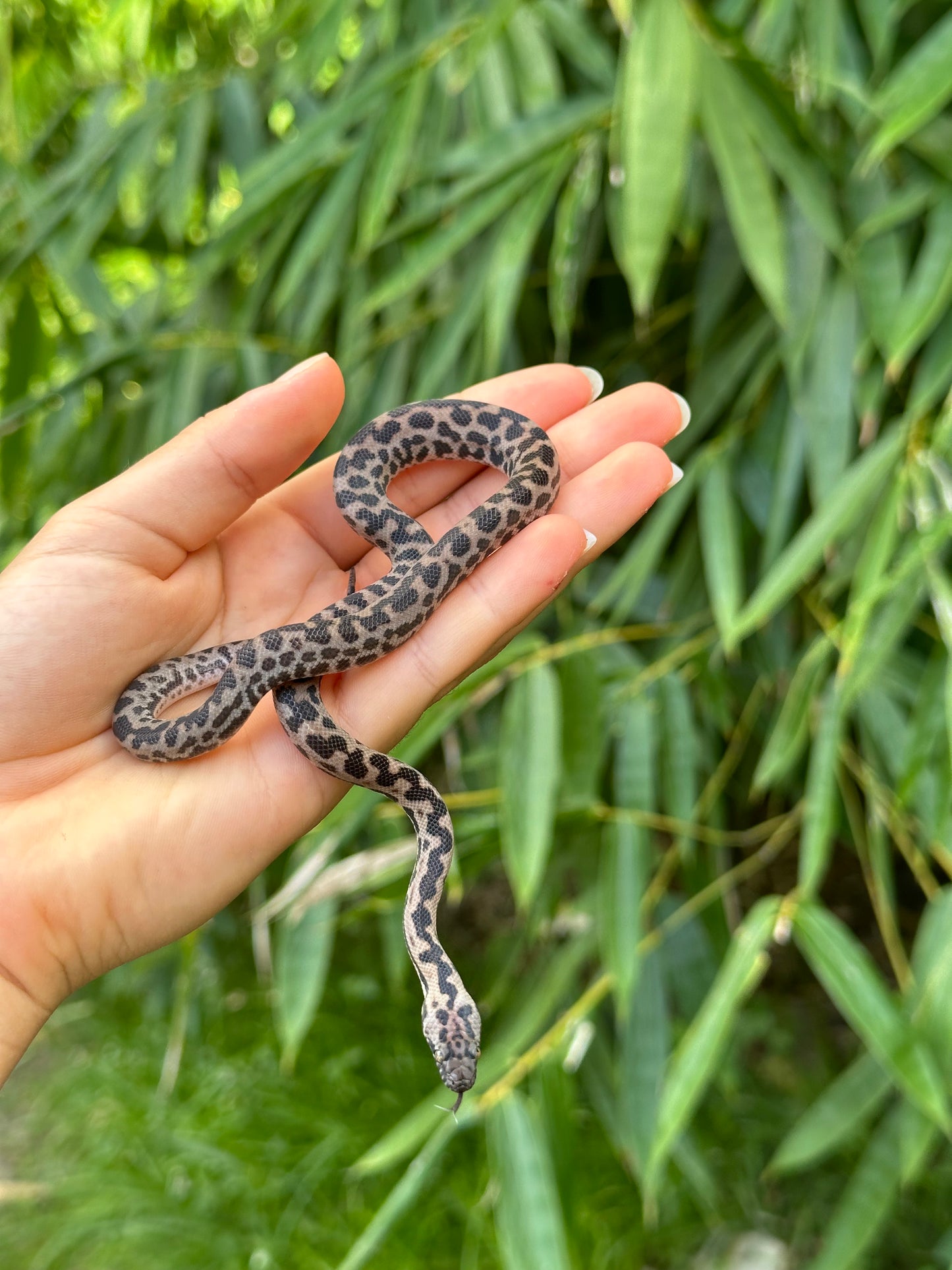 66% Het Albino Spotted Python (XxP24Sp-66HA-02)