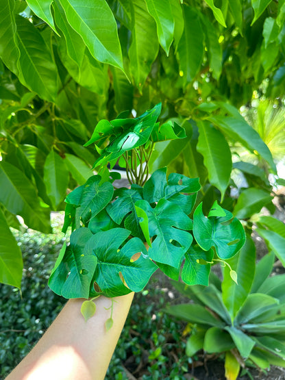 Jungle Monstera