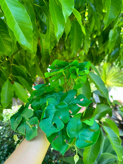 Jungle Monstera