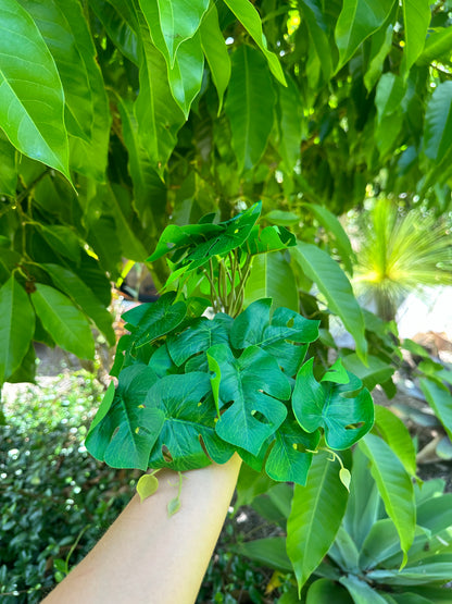 Jungle Monstera