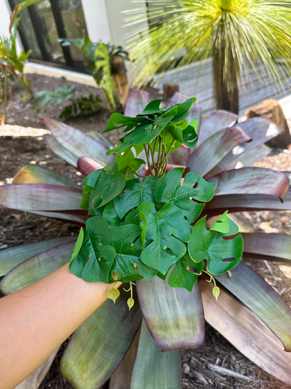 Jungle Monstera