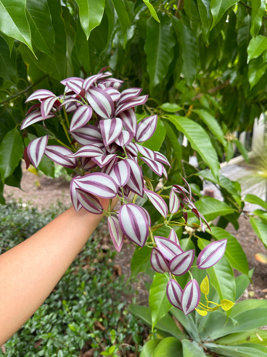 Zebrina