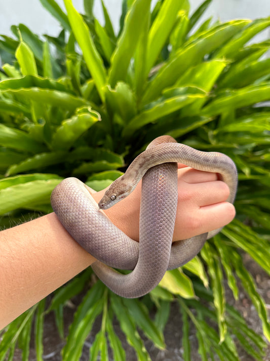 Wildtype Female Children's Python - Proven Breeder