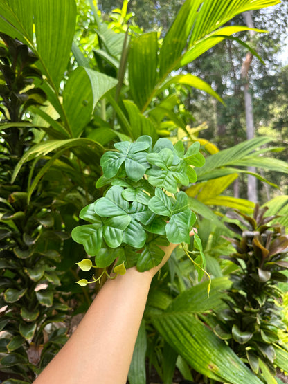 Clover Syngonium