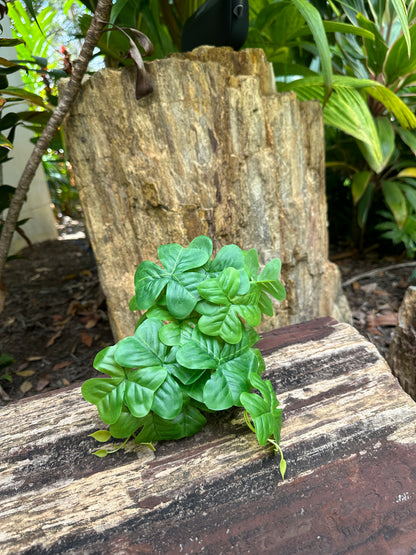Clover Syngonium