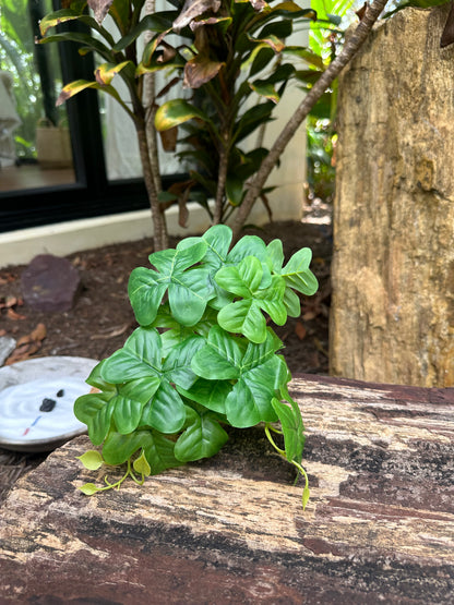 Clover Syngonium