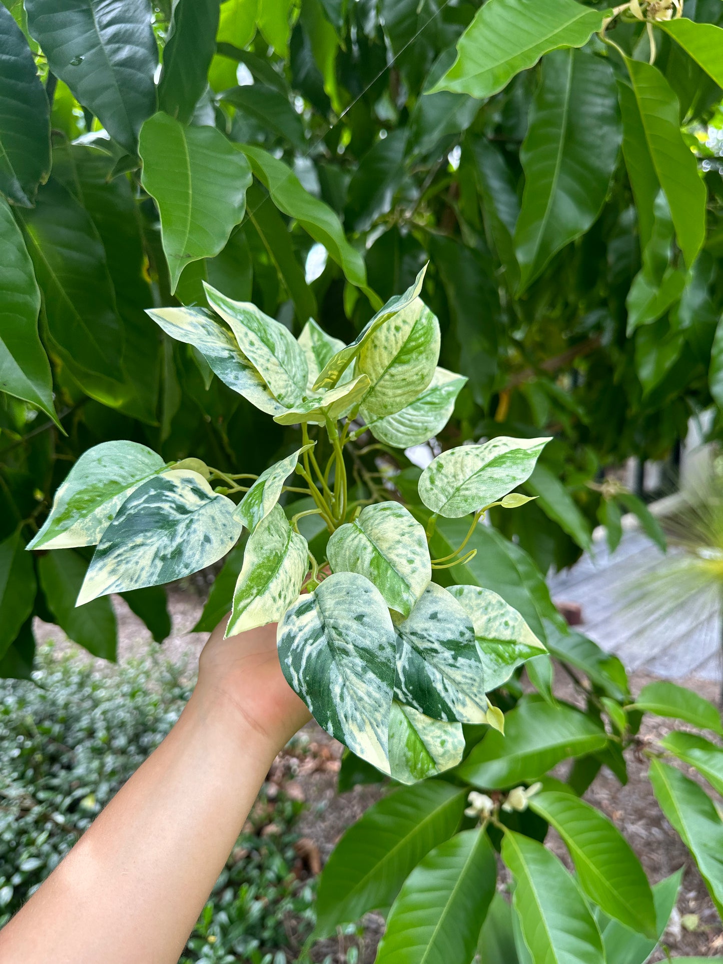 Marbled Pothos