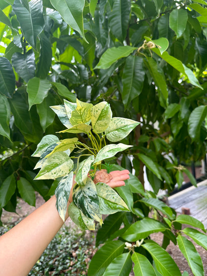 Marbled Pothos