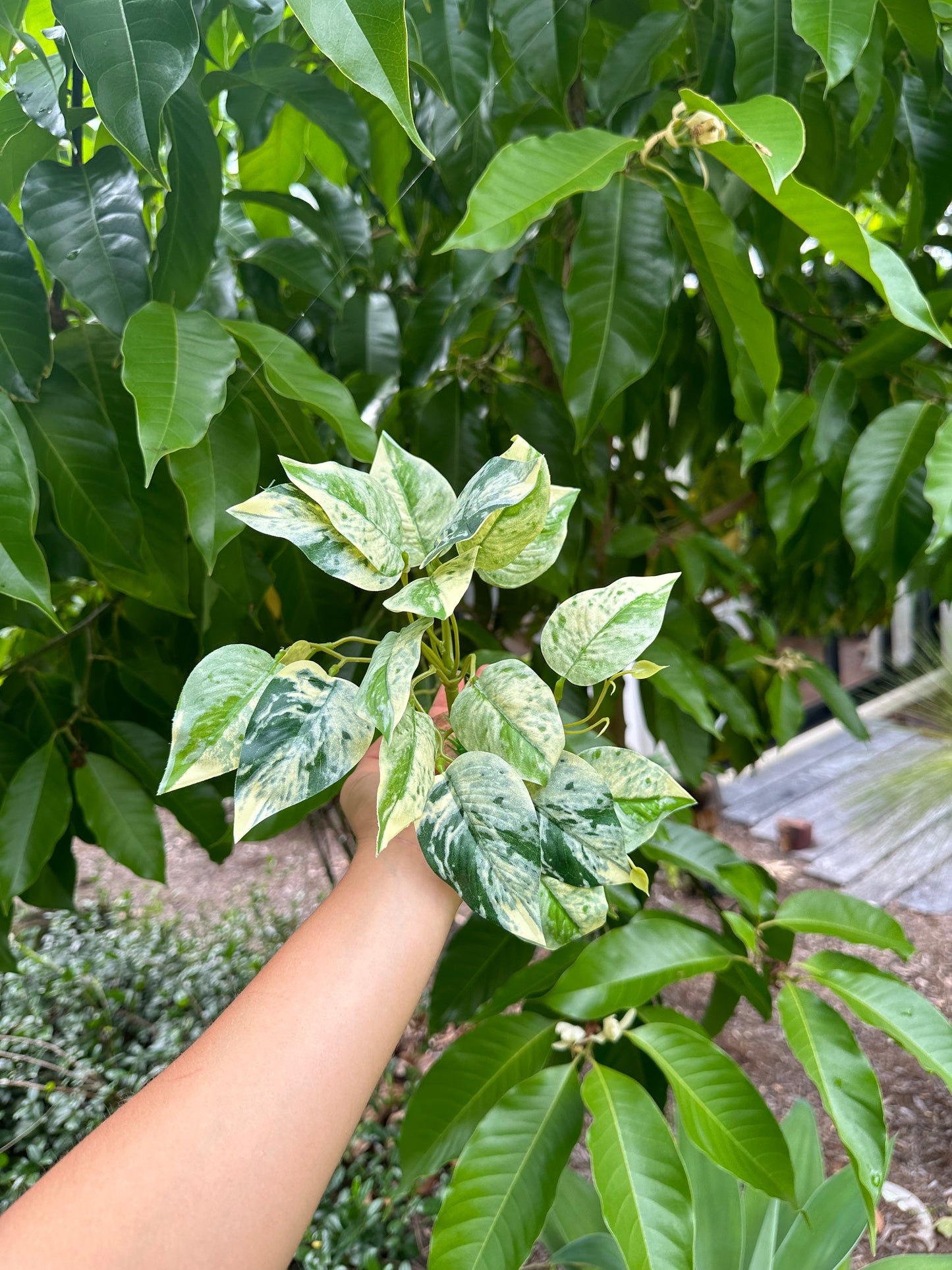 Marbled Pothos