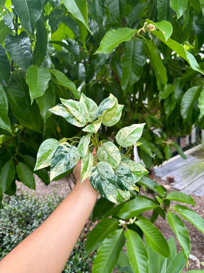 Marbled Pothos
