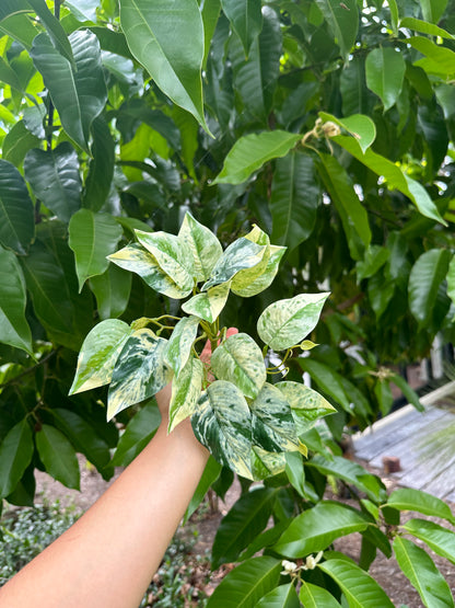 Marbled Pothos