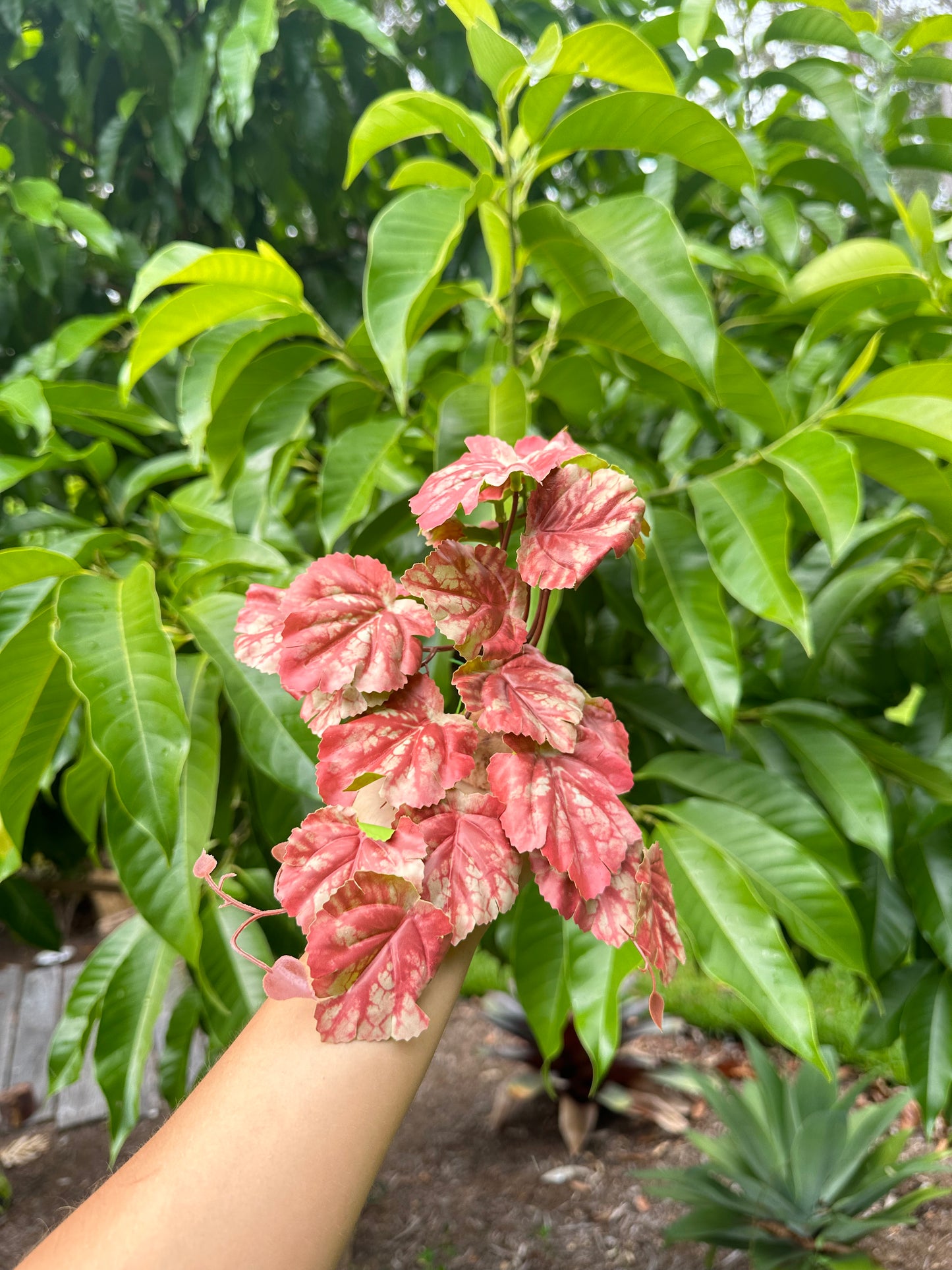 Begonia