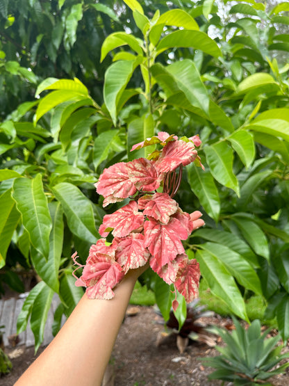 Begonia